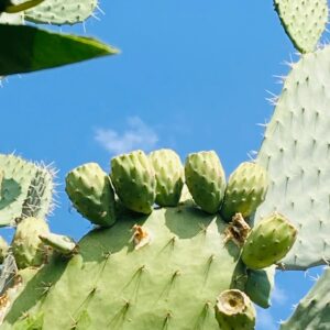 Opuntia Xoconostle, Opuntia Matudae Pad (Cutting) Green Tuna Fruit