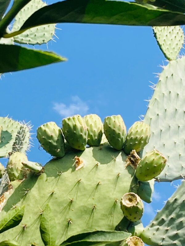 Opuntia Xoconostle, Opuntia Matudae Pad (Cutting) Green Tuna Fruit
