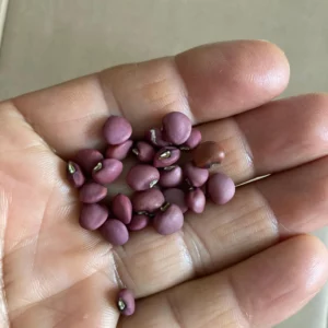 Red Ripper Southern Pea (Cowpea) Heat Tolerant, Very Productive 50 Non GMO Seeds