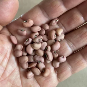 Southern Pea (Cowpea) Heat Tolerant, Very Productive 50 Non GMO Seeds