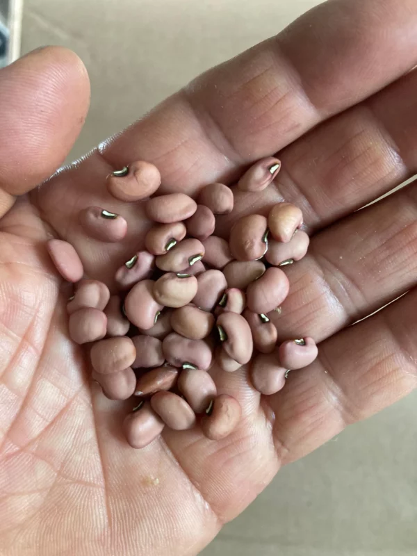 Southern Pea (Cowpea) Heat Tolerant, Very Productive 50 Non GMO Seeds