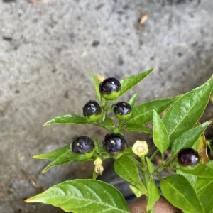 Chiltepin (chile tepin) Hot Pepper Non GMO Rare Live Starter Plant