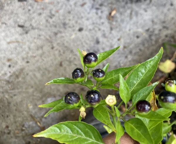 Chiltepin (chile tepin) Hot Pepper Non GMO Rare Live Starter Plant