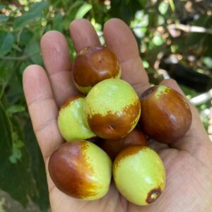 Sugar Cane Jujube Cutting Scion Wood