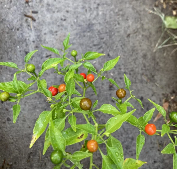 Chiltepin (chile tepin) Hot Pepper Non GMO Rare Live Starter Plant