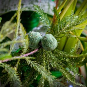 Bare Root Baldcypress Tree Seedling Live Starter Plant 2-3 Feet Tall