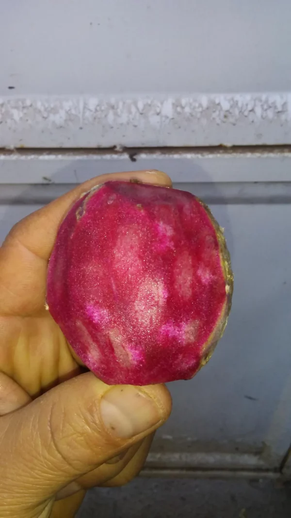 Super Rare Opuntia Xoconostle, Opuntia Matudae Pad (Cutting) Purple Tuna fruit