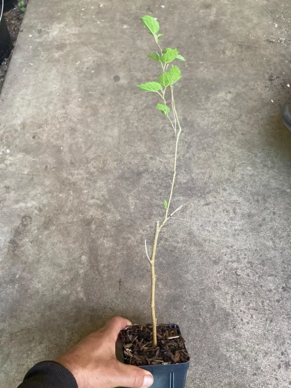 Mulberry Tree Rooted Live Plant