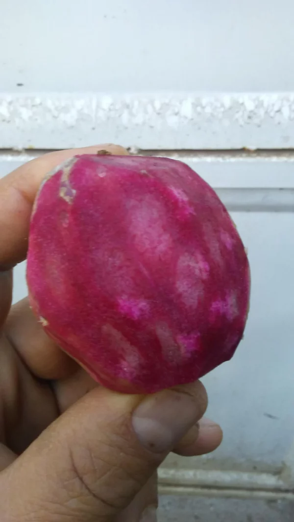 Super Rare Opuntia Xoconostle, Opuntia Matudae Pad (Cutting) Purple Tuna fruit