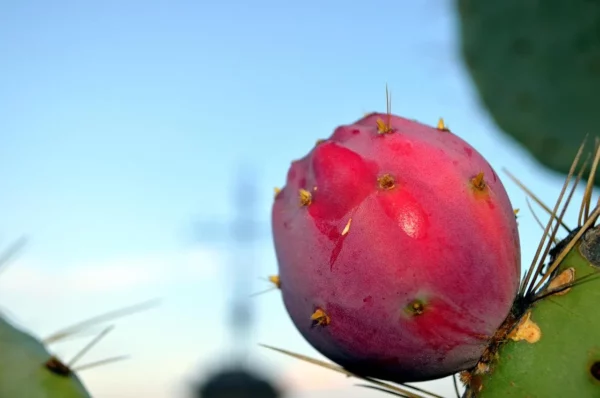 Cold Hardy Opuntia Robusta Pad Purple Tuna Pricky Pear (cutting)