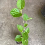 Mulberry Tree Rooted Live Plant