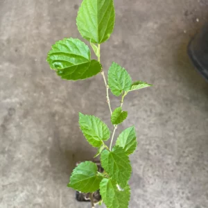 Mulberry Tree Rooted Live Plant