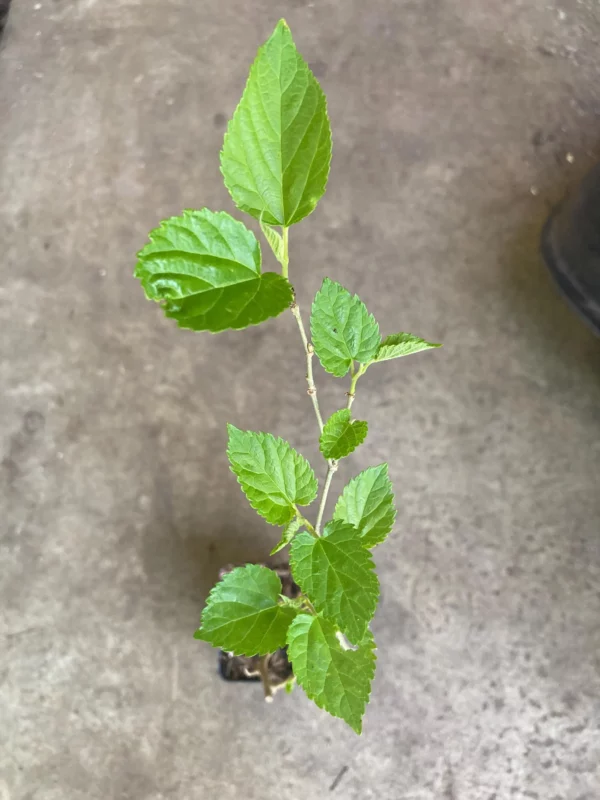 Mulberry Tree Rooted Live Plant
