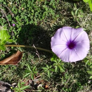 Super Rare Ipomoea Cairica Cairo Coastal Morning Glory Live Plant