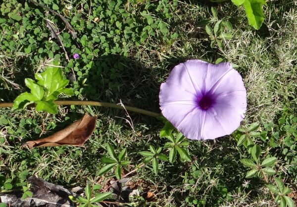 Super Rare Ipomoea Cairica Cairo Coastal Morning Glory Live Plant