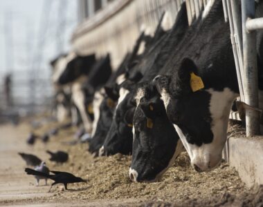 Suspension of Mexican Cattle Imports