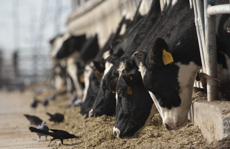 Suspension of Mexican Cattle Imports