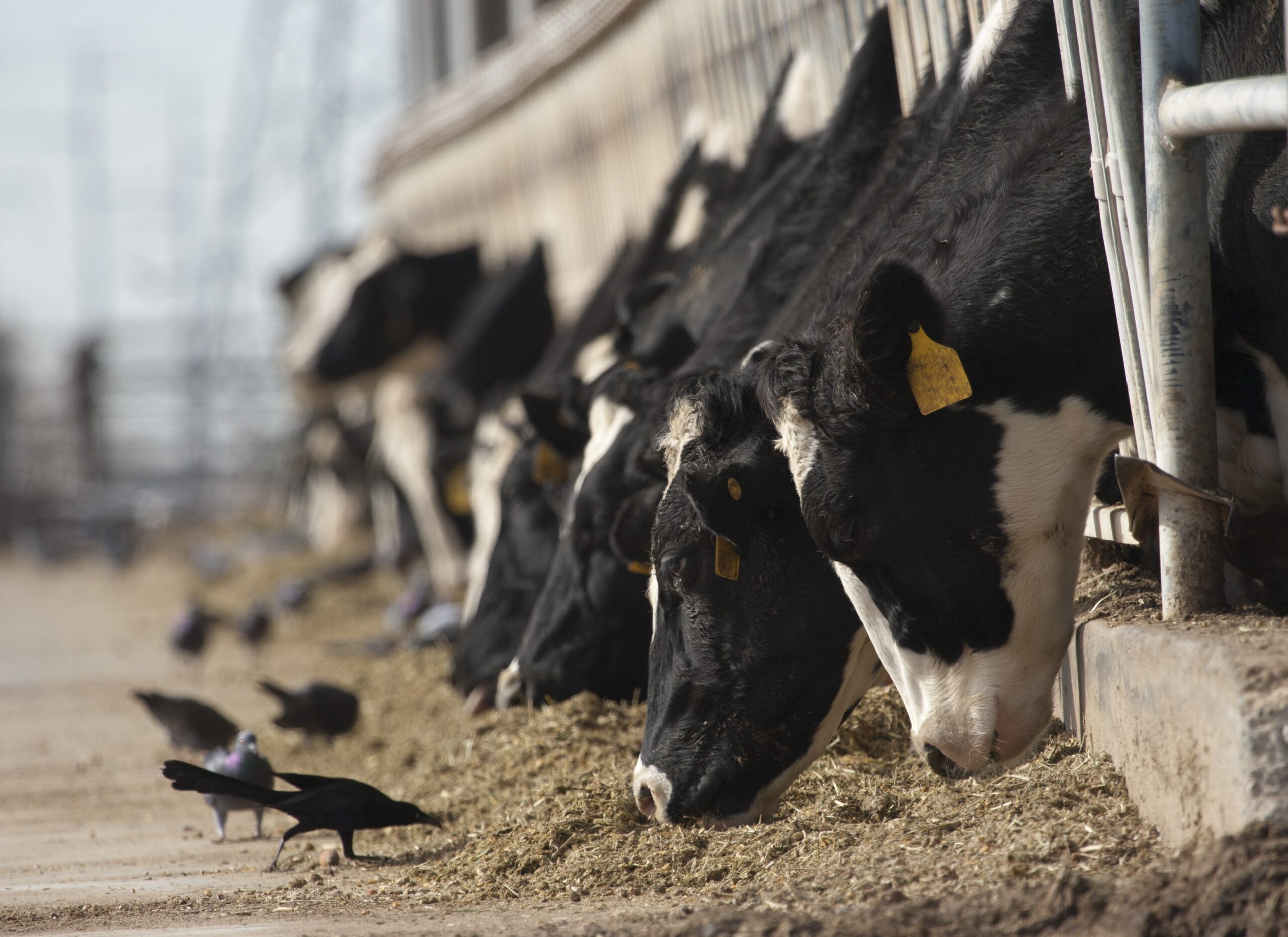 Suspension of Mexican Cattle Imports