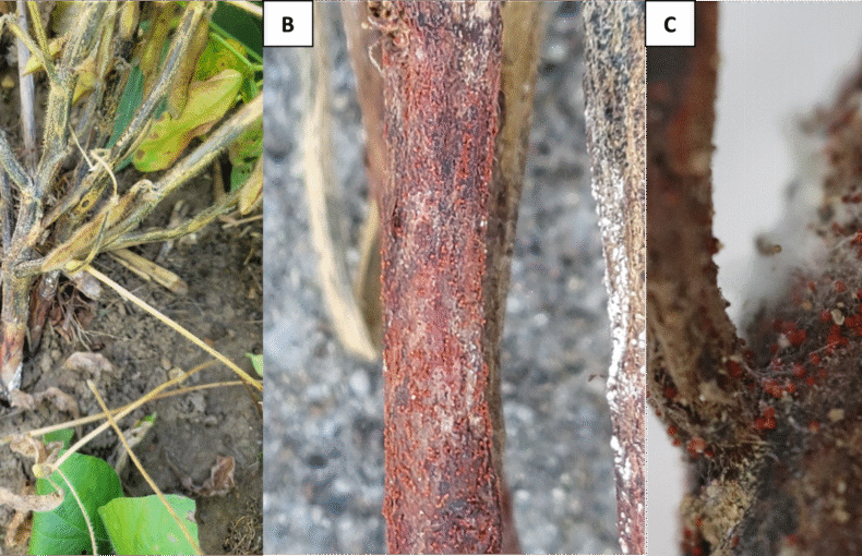red crown rot in soybeans
