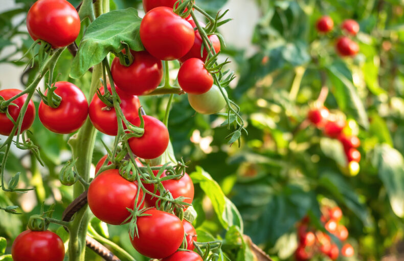 tomato trade agreement