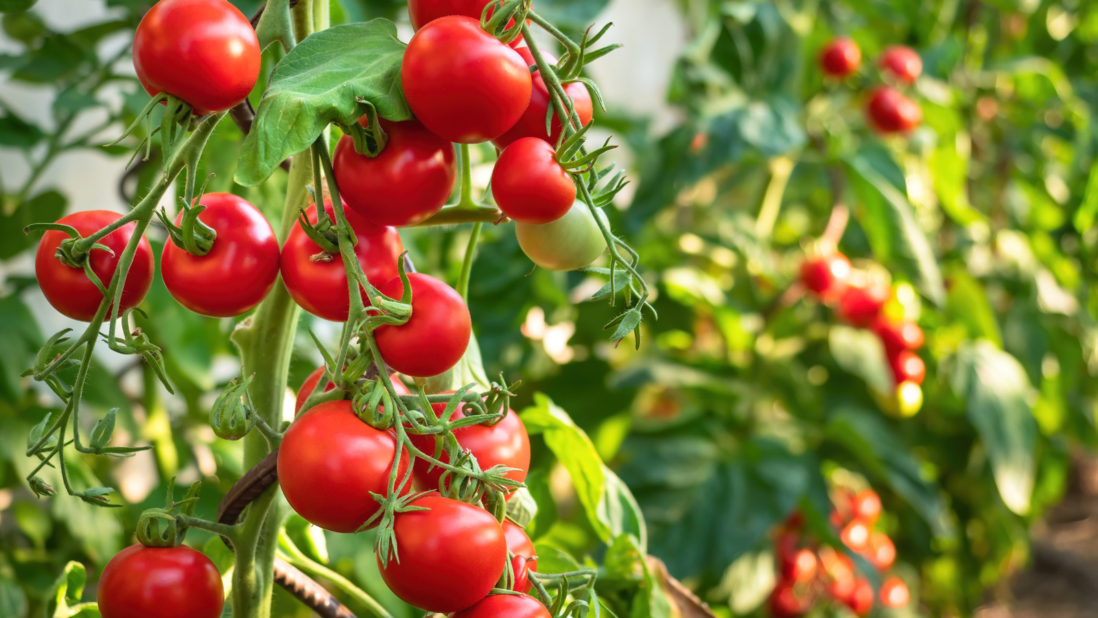 tomato trade agreement