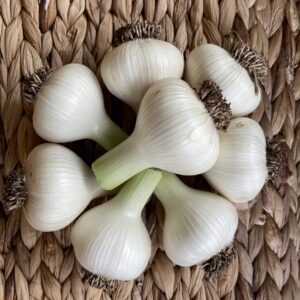 Garlic