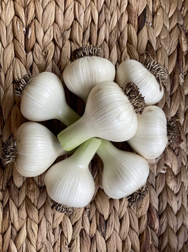 Garlic