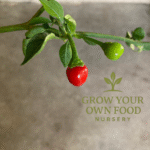 Chiltepin (chile tepin) Heirloom Non GMO Hot Pepper Live Starter Plant