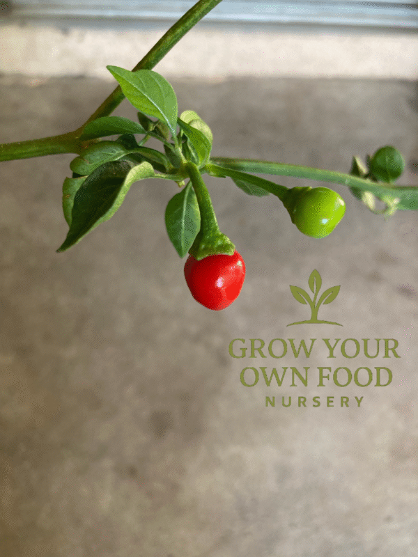 Chiltepin (chile tepin) Heirloom Non GMO Hot Pepper Live Starter Plant