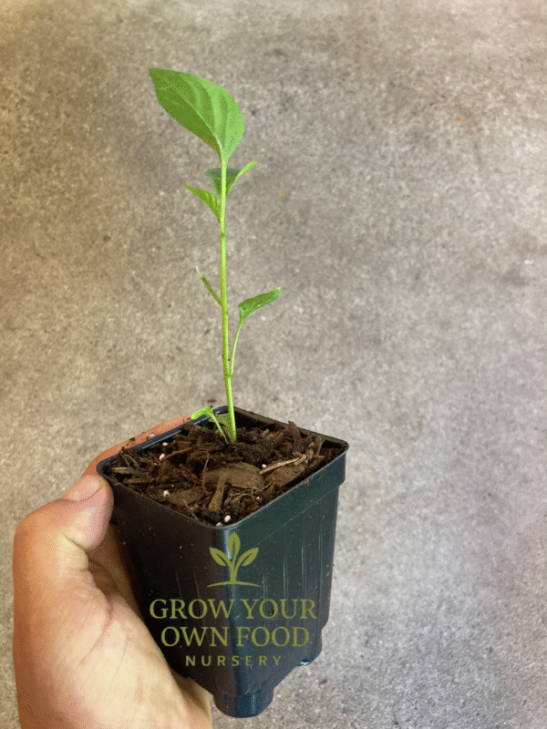 Chiltepin (chile tepin) Heirloom Non GMO Hot Pepper Live Starter Plant