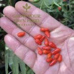 Pequin Chili Pepper Live Starter Plant, Very Rare