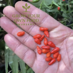 Pequin Chili Pepper Live Starter Plant, Very Rare