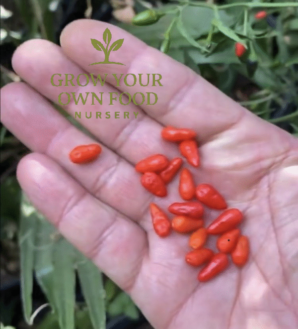 Pequin Chili Pepper Live Starter Plant, Very Rare