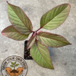 Mayo Indian Amaranth Non GMO Heirloom Live Plant