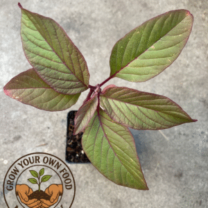 Mayo Indian Amaranth Non GMO Heirloom Live Plant