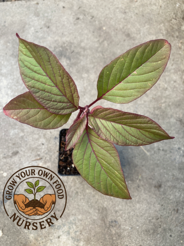 Mayo Indian Amaranth Non GMO Heirloom Live Plant