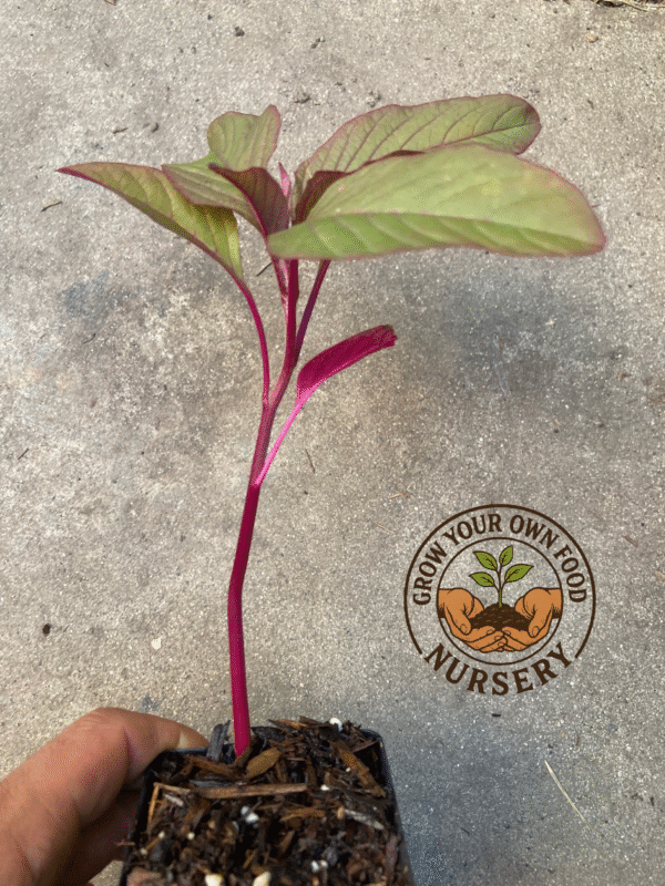 Mayo Indian Amaranth Non GMO Heirloom Live Plant