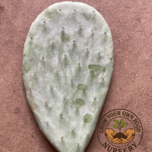 Cold Hardy Opuntia Green Tuna Prickly Pear Fruit Pad (cutting) (mostly Spineless)