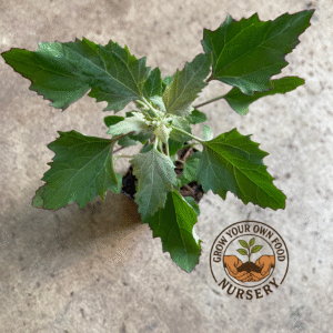 Wild Spinach, Fat Hen, Dungweed, White Goosefoot, Bathua, Pigsweed Plant, Lamb's Quarters Non GMO Live Plant