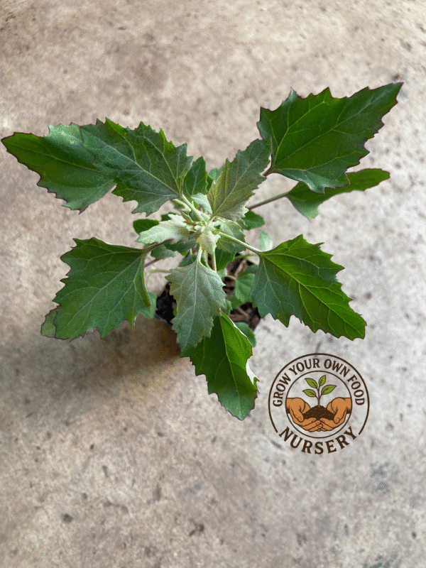 Wild Spinach, Fat Hen, Dungweed, White Goosefoot, Bathua, Pigsweed Plant, Lamb's Quarters Non GMO Live Plant