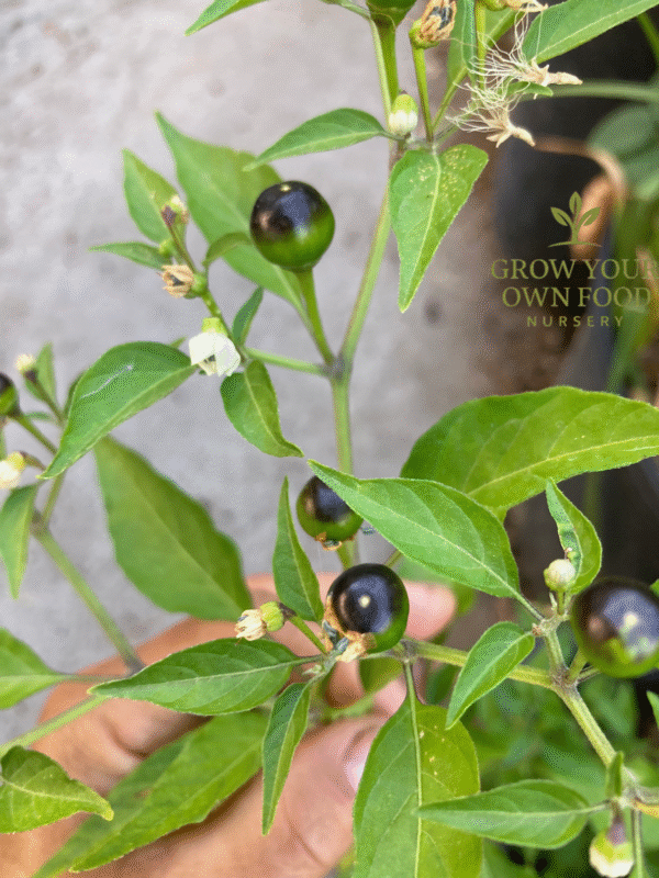 Chiltepin chile tepin Hot Pepper Rare Live Starter Plant
