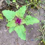 Magenta Spreen Lambsquarters Non GMO Live Plant (Grown Organically)