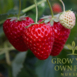Seascape Ever Bearing Strawberry Live Starter Plant