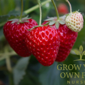 Seascape Ever Bearing Strawberry Live Starter Plant