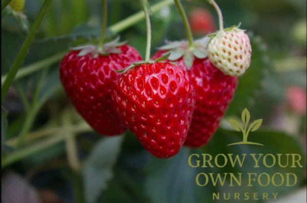 Seascape Ever Bearing Strawberry Live Starter Plant