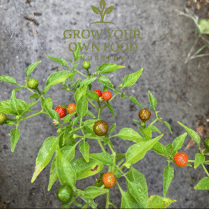 Chiltepin chile tepin Hot Pepper Rare Live Starter Plant
