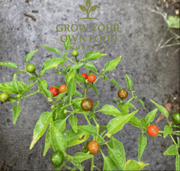 Chiltepin chile tepin Hot Pepper Rare Live Starter Plant