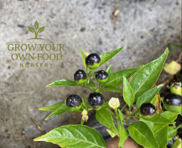 Chiltepin chile tepin Hot Pepper Rare Live Starter Plant