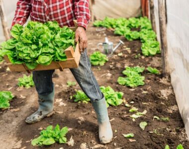 Support small farms