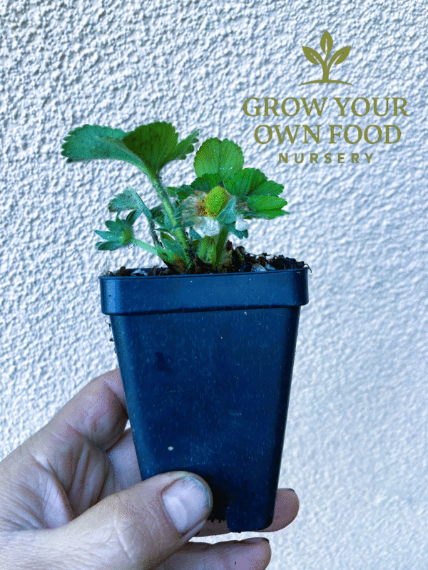 Seascape Ever Bearing Strawberry Live Starter Plant